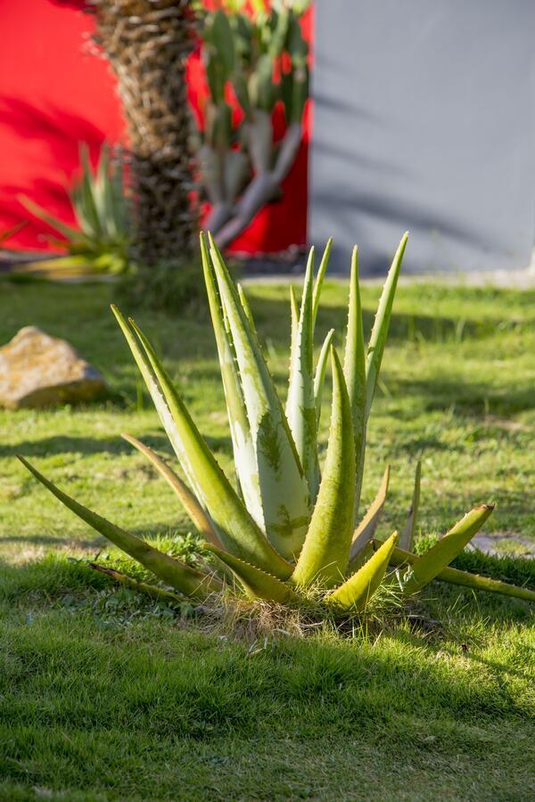 Fleurs De Canne Piscines Privees Le Moule Buitenkant foto